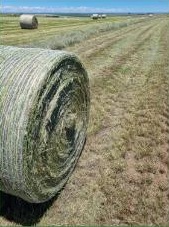 Compact eragrostis bale ready for feeding